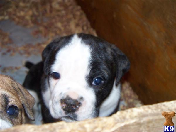 Puppies in Claremont