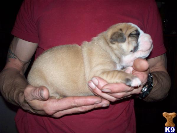 Puppies in NH