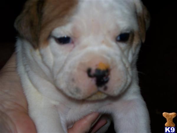 Puppies in NH