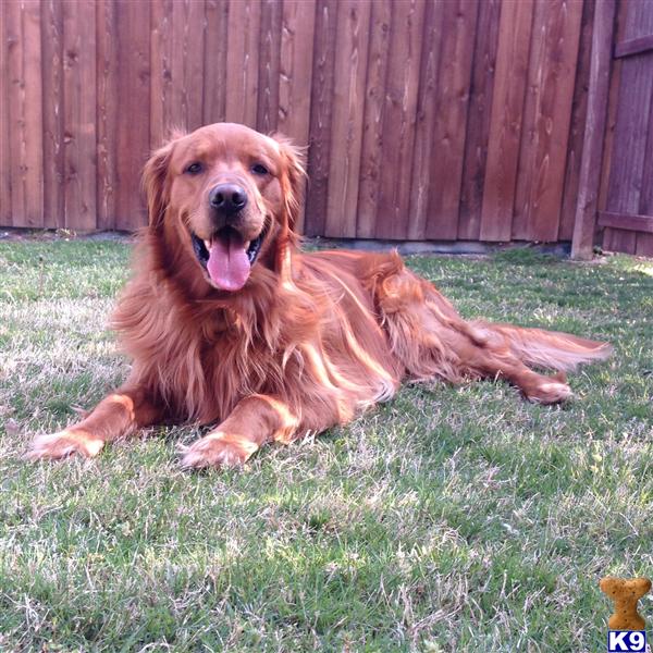 Stud Dogs - Golden Retriever