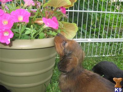 Puppies in IL