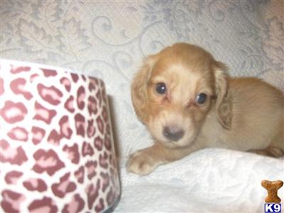 Puppies in IL