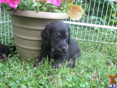 Puppies in IL