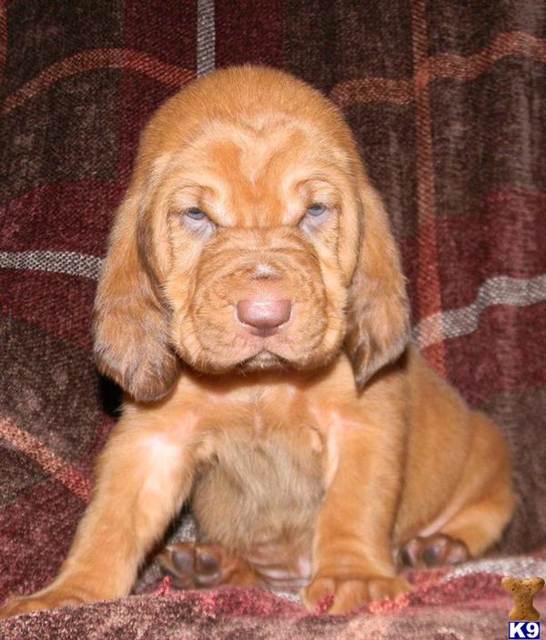 Bloodhound Puppies