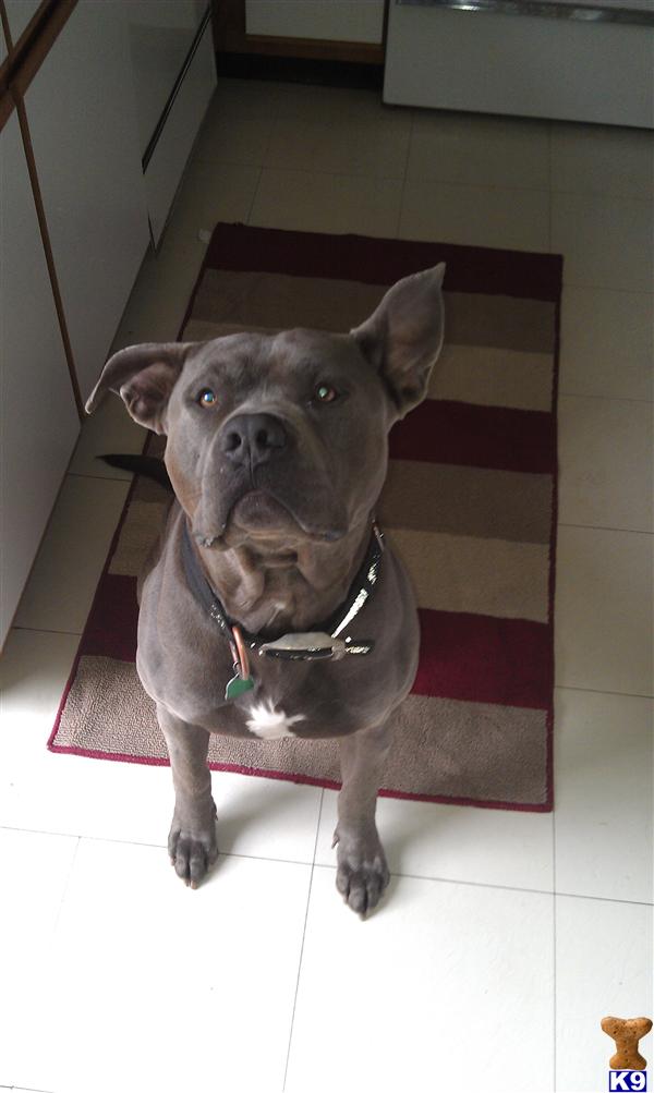 Stud Dogs - American Pit Bull