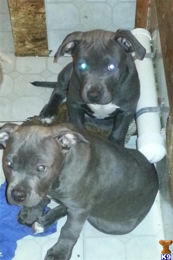 Puppies in Toledo