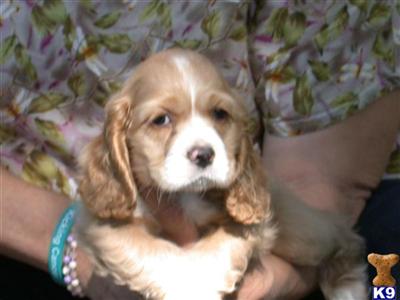 American Cocker Spaniel Puppies for Sale