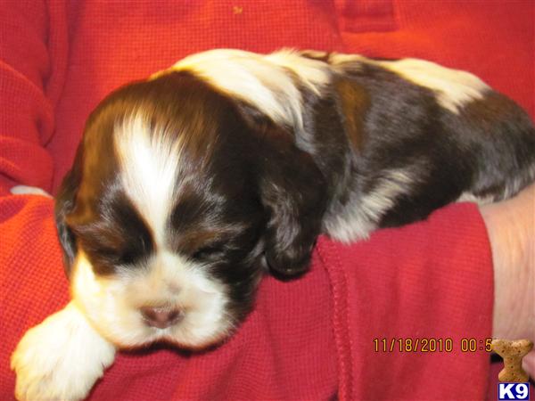 American Cocker Spaniel Puppies