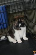 Akita