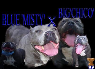 Stud Dogs in CA