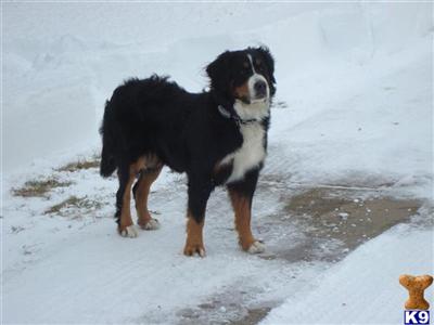 Bernese Mountain Dog Puppies for Sale
