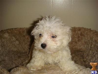 Puppies in IL