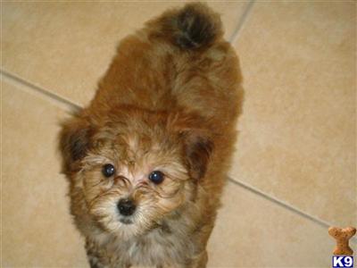 Puppies in IL