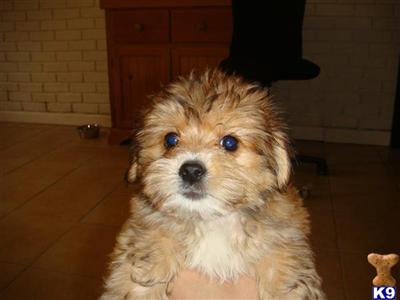 Puppies in IL