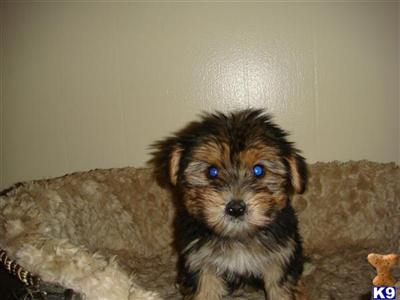 Puppies in IL