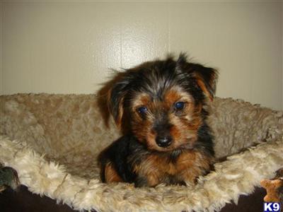 Puppies in IL