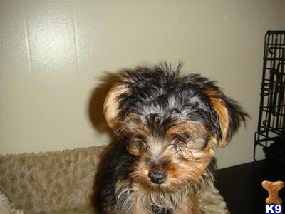 Puppies in IL