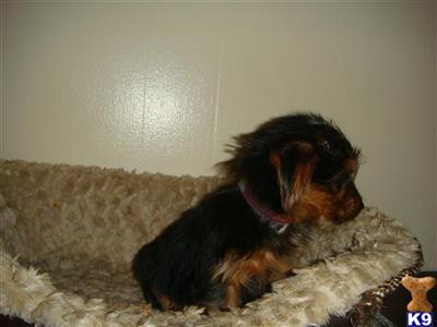 Puppies in IL