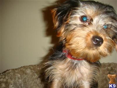 Puppies in IL