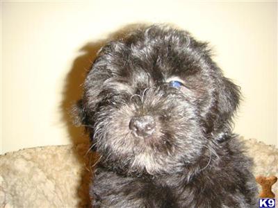 Puppies in IL