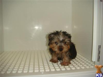 Puppies in IL