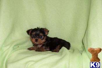 Puppies in IL