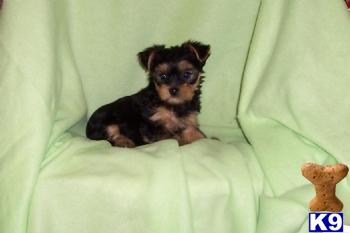 Puppies in IL
