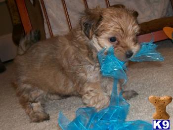 Puppies in IL