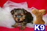 Puppies in IL
