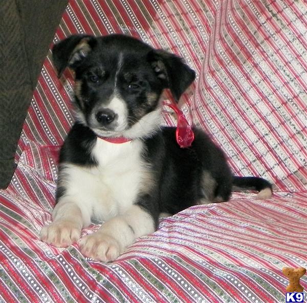 Border Collie Schnauzer