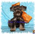 Miniature Schnauzer