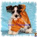 Miniature Schnauzer