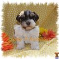 Miniature Schnauzer