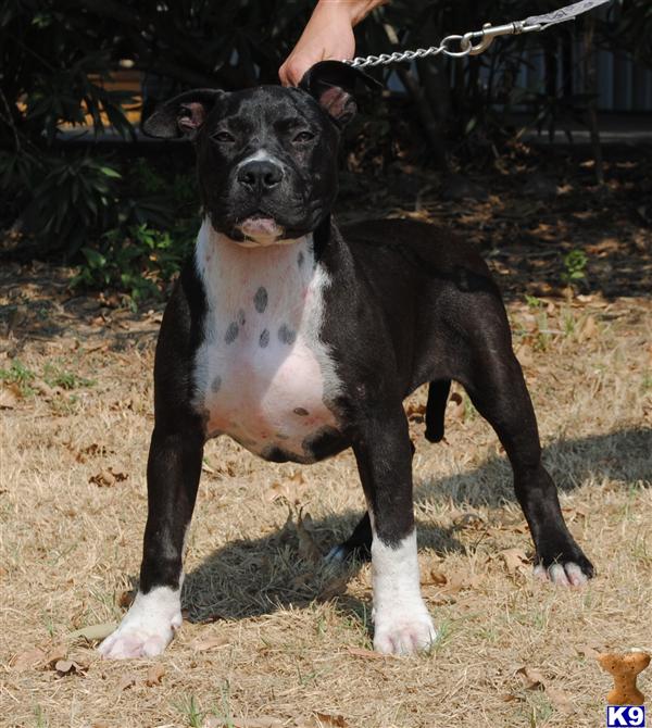 American Pit Bull Puppies in TX