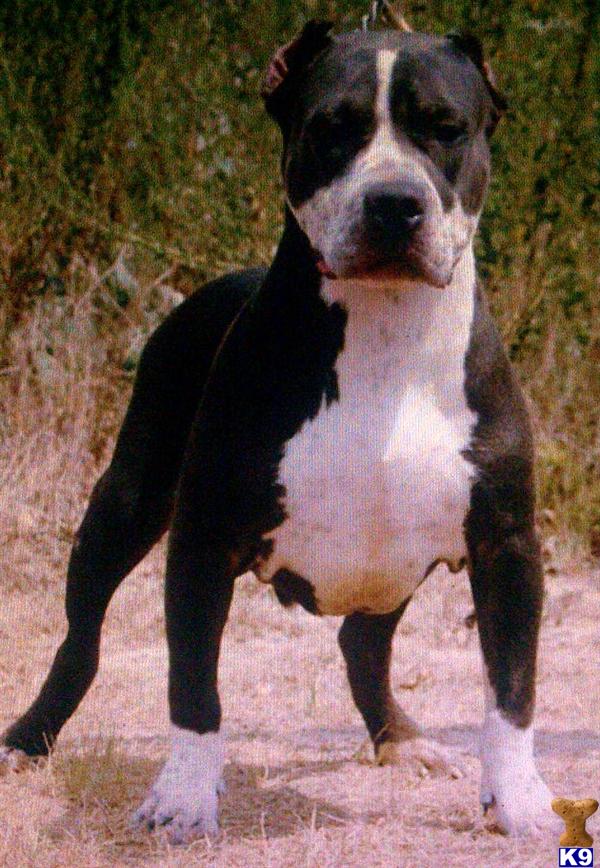 American Pit Bull Puppies in TX