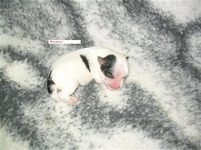 Biewer Yorkshire Terriers Puppies for Sale