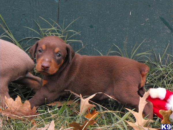 Puppies in Salisbury