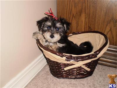 Puppies in Brookhaven