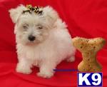 Puppies in MS