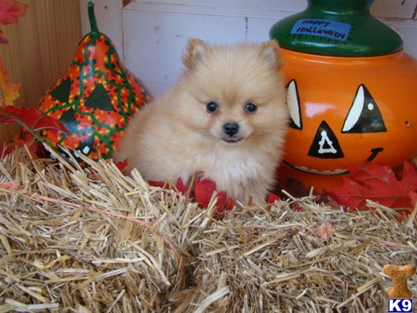 Puppies in Brookhaven