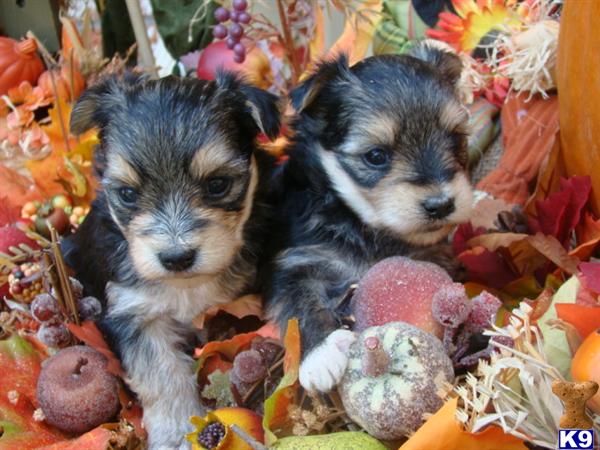 Puppies in Brookhaven