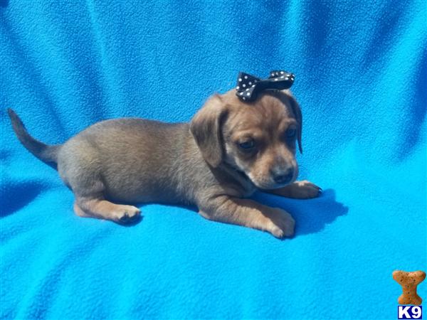 puppies for sale in ms dachshund puppies for sale click for details breeds picture puppies for sale in ms dachshund puppies for sale click for details breeds picture