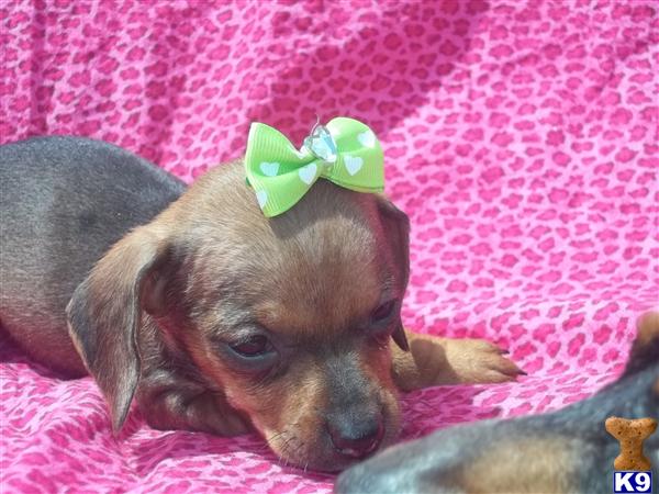 Puppies in MS