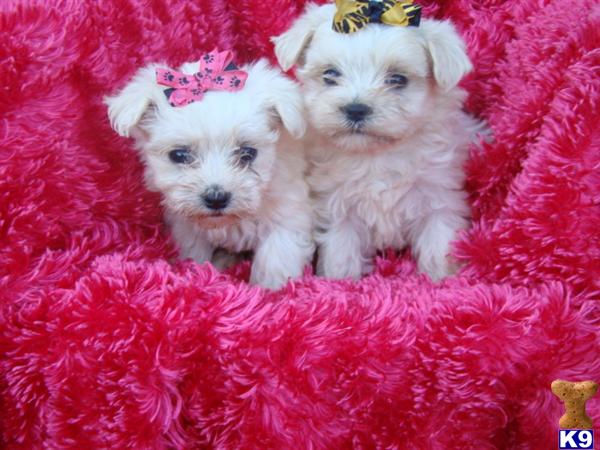 Puppies in Brookhaven