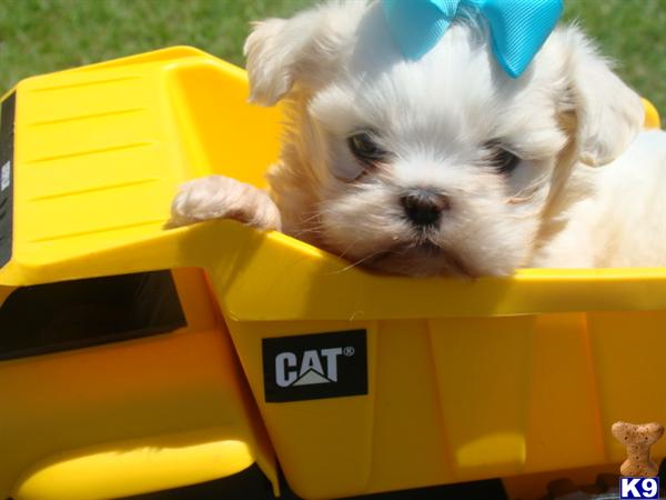 Puppies in Brookhaven