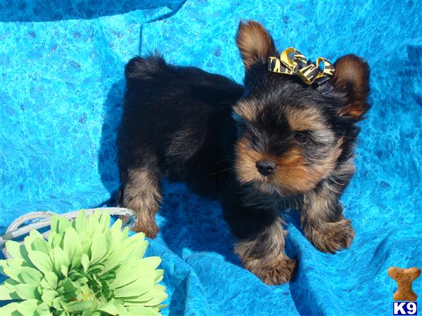 Puppies in Brookhaven