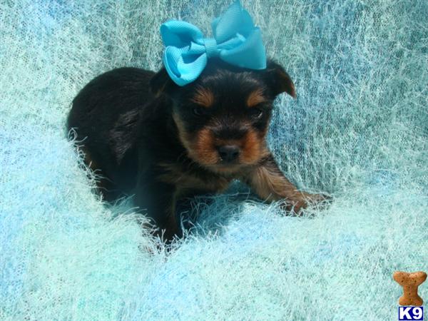 Puppies in Brookhaven