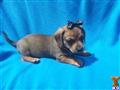 Dachshund