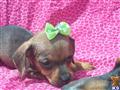 Dachshund