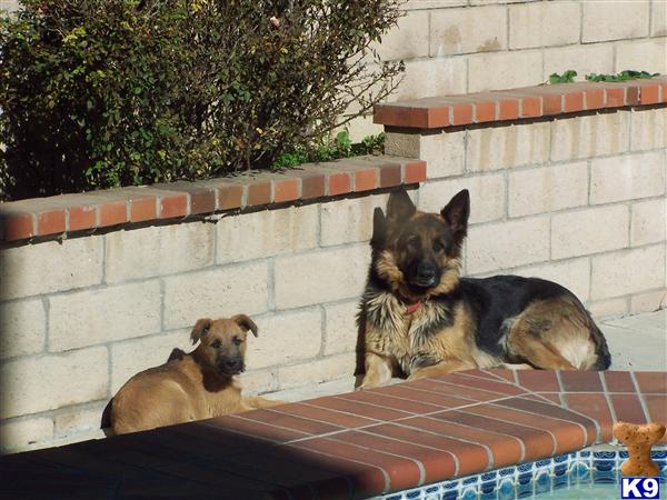 Puppies in Chino hills